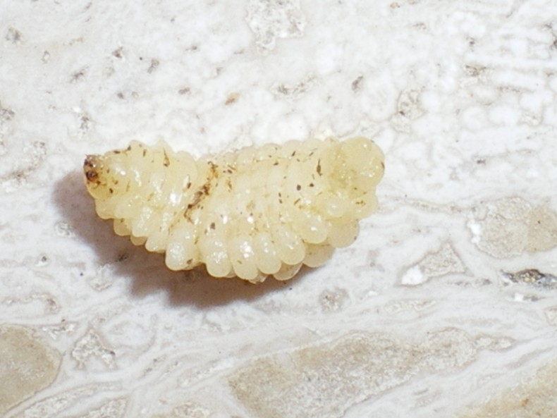 Ciclo vitale Crabronidae: Ectemnius lapidarius o cavifrons
